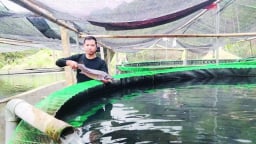 Nuôi thứ 'cá tàu ngầm' trong bể hoành tráng trên núi, trai Thanh Hóa bán dễ như ăn kẹo, thu 2 tỷ/năm