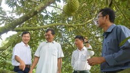 Vô vườn một xã mới ở tỉnh Đồng Tháp (mới) sau sáp nhập Tiền Giang thấy la liệt quả ngon, dân làm một việc quan trọng