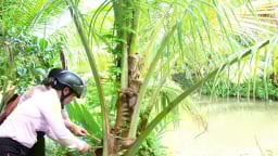 Một loại sâu đầu đen quái ác đang gây hại hàng trăm hecta dừa ở Vĩnh Long 