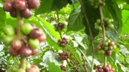 Giá cà phê sát ngưỡng 100.000 đồng/kg, nông dân đã ngừng bán, chờ giá tăng thêm