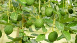 Loại quả được đánh giá 'tốt nhất thế giới', ở Việt Nam vừa nhiều vừa rẻ