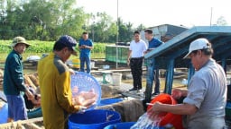 Tỉnh Vĩnh Long mới có một xã cù lao trú phú, nuôi cá công nghệ cao dày đặc sau sáp nhập tỉnh Bến Tre, Trà Vinh