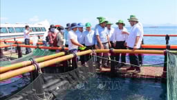 Đây là đầm nước mặn lớn ngoài khơi biển phường Nha Trang của Khánh Hòa, dân nuôi cá to bự thành công