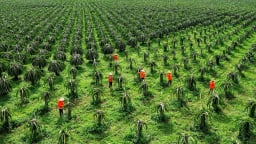 Thủ phủ trồng thanh long tỉnh Lâm Đồng quyết xây dựng xã nông thôn mới kiểu mẫu, thu nhập 75 triệu đồng/người/năm