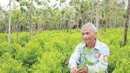 Thứ rau ăn ngọt như mì chính mọc tốt um trong rừng gỗ quý ở Đồng Nai, chỉ bán rau mà ông nông dân là tỷ phú