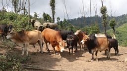 Tuyên Quang 'bắt tay' chuyên gia Hàn Quốc bảo tồn, nhân giống bò H'Mông