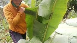 Con động vật này bu dày đặc tàu lá chuối, làm nên món ngon của cả làng ở Gia Lai