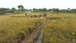 Một lý do khiến Indonesia lo đánh mất vị thế nước sản xuất gạo lớn nhất Đông Nam Á vào tay Việt Nam, Thái Lan 
