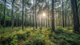 Thị trường tín chỉ carbon: Kiến nghị tháo điểm nghẽn 'thu nhưng khó chi' carbon lâm nghiệp