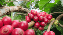 Giá cà phê tiếp tục tăng, Arabica tăng mạnh do căng thẳng giữa Mỹ và Brazil