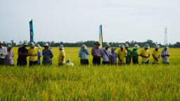 Canh tác lúa chất lượng cao, phát thải thấp, nông dân An Giang lãi hơn trồng lúa thông thường