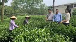 Tuyên Quang: Tập huấn kỹ thuật, xây dựng 10 mô hình nông nghiệp sạch cho nông dân