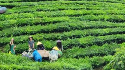 Đất chè Lai Châu, khá giả gõ cửa, cái nghèo đi ra, nông dân phấn chấn