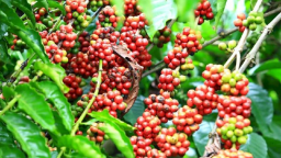 Ngược chiều thế giới, giá cà phê tại khu vực Tây Nguyên hôm nay tiếp tục tăng