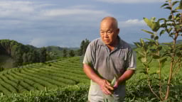 Cây chè - 'chìa khóa' giúp nông dân Tuyên Quang giảm nghèo bền vững