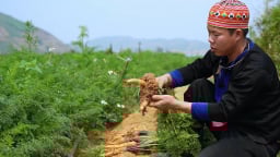 Chàng trai Mông Sơn La về quê làm nông dân kiểu mới, xây dựng mô hình rau hữu cơ, an toàn