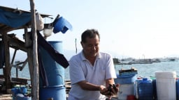 Sò lông là con gì, con sò lông trông như thế nào, ở Khánh Hòa dân nuôi thành công, khều con nào lên bán hết con đó
