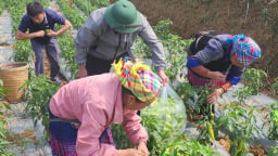 Trồng ớt xanh xuất khẩu trên ruộng bậc thang, nông dân Lào Cai tăng thu nhập