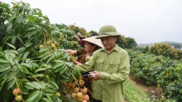 “Kẻ khóc, người cười” mùa vải thiều Bắc Ninh: Có đồi mất trắng, có vườn được săn mua xuất khẩu sang Mỹ, Nhật