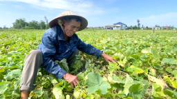 Dưa lê được mùa, được giá, hướng đi hiệu quả nâng cao thu nhập của bà con nông dân Hà Tĩnh