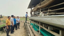 Ở xã Phú Cường, tỉnh Đồng Tháp (địa phận huyện Tam Nông cũ), nuôi 'con nồi đồng cối đá' này, bán 250.000 đồng/kg