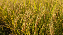 Người mua và người bán duy trì tâm lý thận trọng trước diễn biến cung cầu lúa gạo