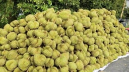 Vườn sầu riêng Cái Bè, tỉnh Đồng Tháp (địa phận tỉnh Tiền Giang cũ) mang về doanh thu tiền tỷ cho nông dân