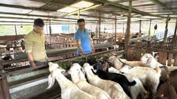 Từ 4 con dê giống, trai trẻ người Nùng ở Lâm Đồng âm thầm gây dựng, bán phân cũng có tiền, tay trắng sắm được ô tô
