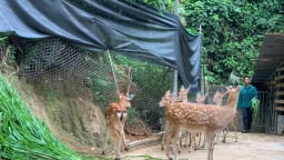 Bí thư Chi bộ ở vùng cao Lào Cai tiên phong nuôi hươu, mở hướng làm giàu cho bà con