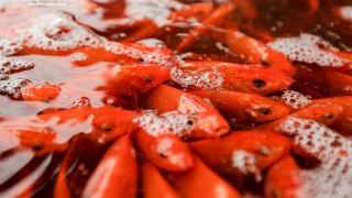 Lễ cúng ông Công ông Táo chọn và thả cá chép thế nào cho đúng cách?  