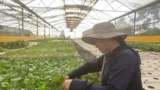 Một nữ nông dân Đồng Nai trồng rau công nghệ cao, vườn đẹp như phim