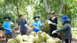 Xôn xao giá sầu riêng 'tuột dốc', tin mới nhất là sầu riêng Việt Nam có thêm đối thủ cạnh tranh tại thị trường Trung Quốc, cuộc đua càng khốc liệt