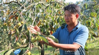 Một nông dân Lạng Sơn giàu có nhờ trồng thứ cây ra loại quả muốn ngon phải 'ngâm đêm ngâm ngày'