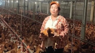 Nuôi gà dày đặc như cua đồng trong chuồng lạnh, tỷ phú Bình Dương là một chị nông dân tiền tỷ