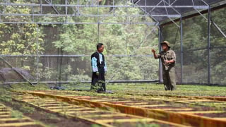 Kỳ tích 'bén rễ' của cây 'Quốc bảo' trên đất Sơn La