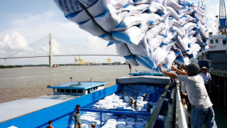 Doanh nghiệp gạo Việt Nam thua lỗ hoặc chỉ duy trì được biên lợi nhuận rất mỏng, vì sao vậy?