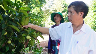 Loại quả đặc sản này ở Đồng Nai đầu mùa đang tăng giá tốt, nông dân nói một câu nghe bất ngờ