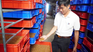 Nuôi la liệt loài sâu gì mà bán từ nhộng đến con bố mẹ, một người  Kon Tum 'tự trả lương' 100-150 triệu/tháng