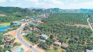 Sơn La đưa cây ăn quả lên đất dốc, nông dân ngày càng no ấm