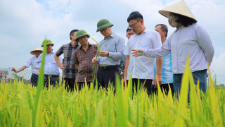 Ngành chức năng đang tìm nguyên nhân vụ chuyện lạ ở Nghệ An, đồng lúa ngả vàng mà bông lúa chả chịu cúi đầu 