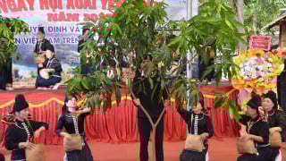 Ngày hội xoài Yên Châu, hương vị núi rừng Tây Bắc