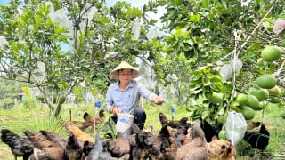 Trên bờ trồng cây, dưới nuôi con đặc sản, anh cán bộ xã ở Đà Nẵng có thêm khoản tiền to 