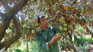 Bắc Giang: Nông dân Tân Yên 'đổi đời' nhờ trồng loại quả to, tròn, bóng bẩy cho thu 300 triệu đồng/ha