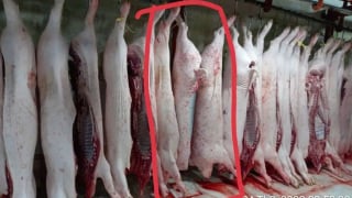 Bộ Công an vào cuộc xác minh vụ Công ty C.P. bị tố bán heo bệnh