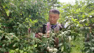 Nông nghiệp thích ứng biến đổi khí hậu - Chìa khóa nâng tầm kinh tế vùng đồng bào dân tộc thiểu số