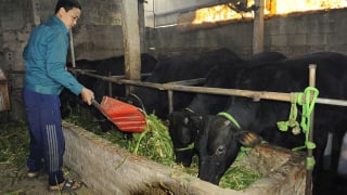 Có vốn nuôi bò, trồng cam, nông dân Hưng Yên ngày càng khấm khá