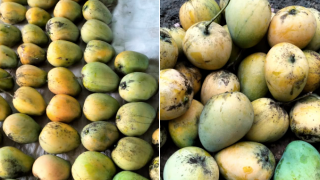 Vải, xoài, mít, mận tràn ngập chợ, giá rẻ bất ngờ