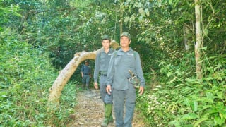Chủ rừng là hộ gia đình, cá nhân sẽ được sử dụng tiền thu được từ dịch vụ hấp thụ và lưu giữ các bon của rừng như thế nào?