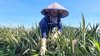 Dứa Đồng Giao 'lên ngôi', nông dân Ninh Bình lãi hàng tỷ đồng