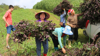 Tiềm năng phát triển du lịch gắn với nông nghiệp ở Lào Cai